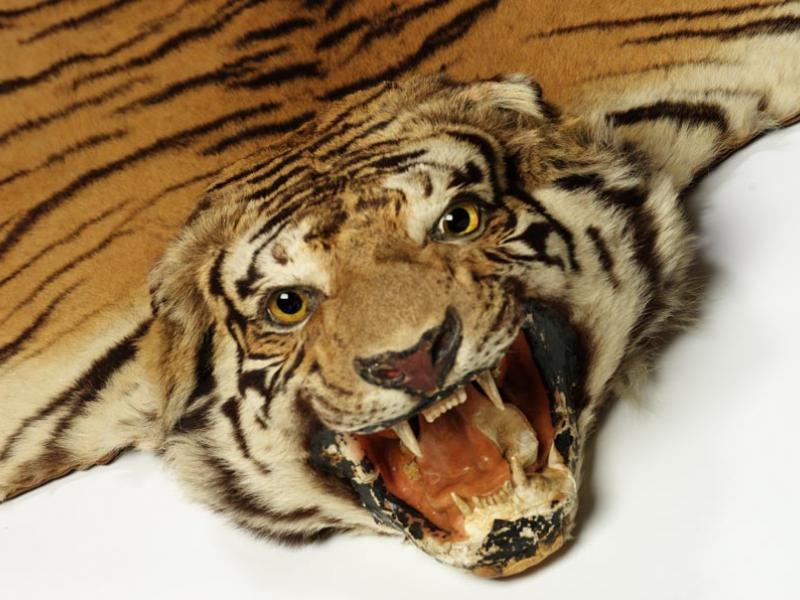 Tiger Facts, Information, Pictures, Habitat Britannica | atelier-yuwa ...