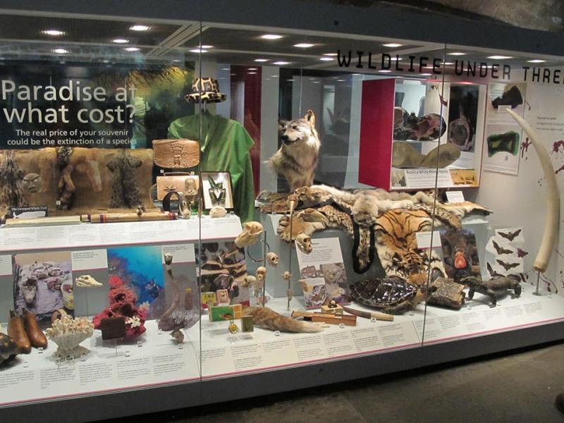 Museums and ivory | National Museums Liverpool