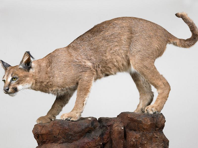 Mammal collection | National Museums Liverpool