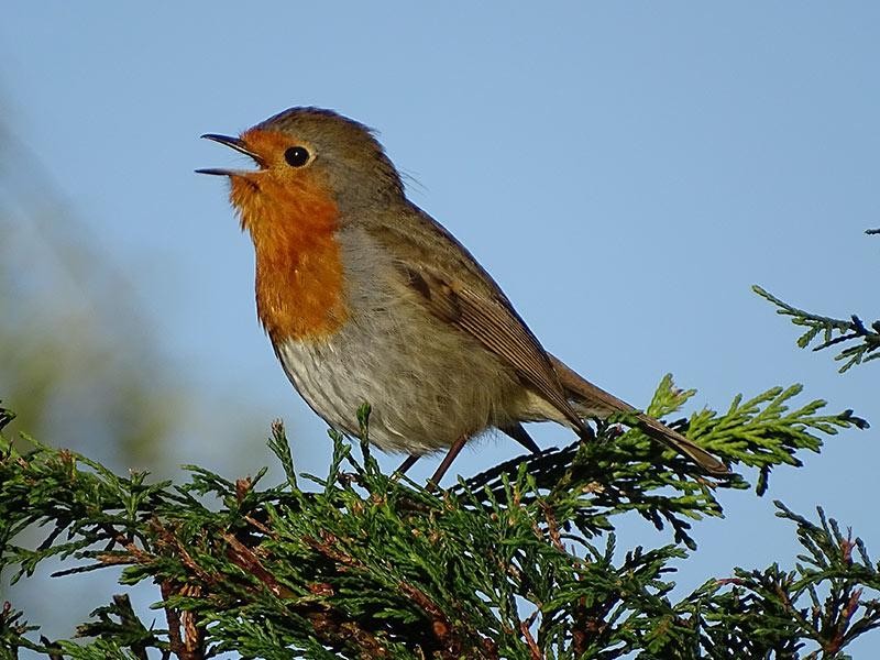 Robin  Happy Beaks