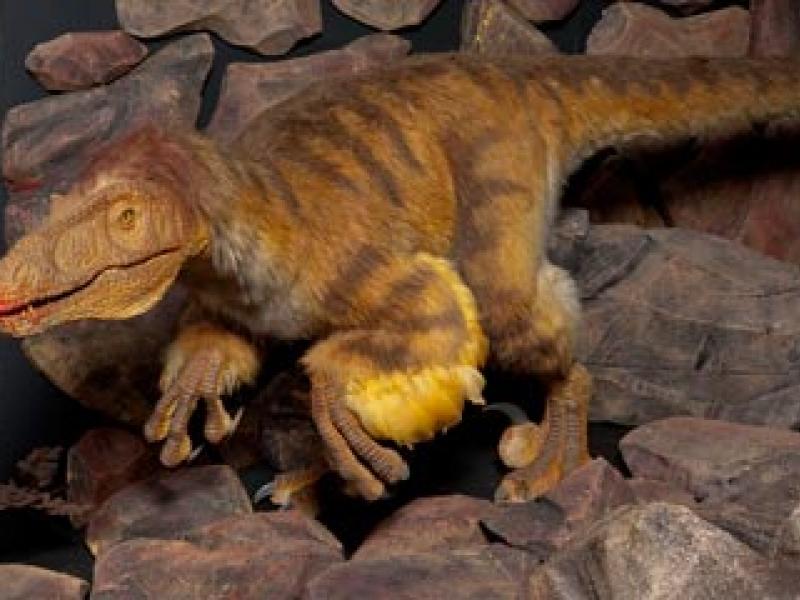 Velociraptor The Film Star Dinosaur National Museums Liverpool