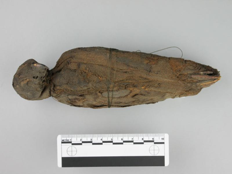 Mummified Falcon | National Museums Liverpool