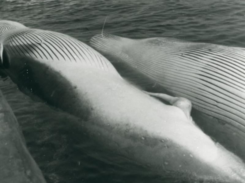 Photograph of whaling, Durban, South Africa | National Museums Liverpool