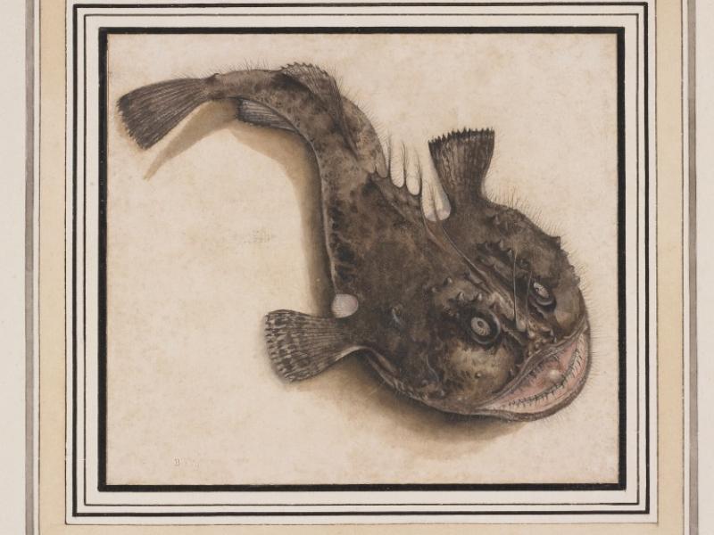 Study of an Angler Fish | National Museums Liverpool