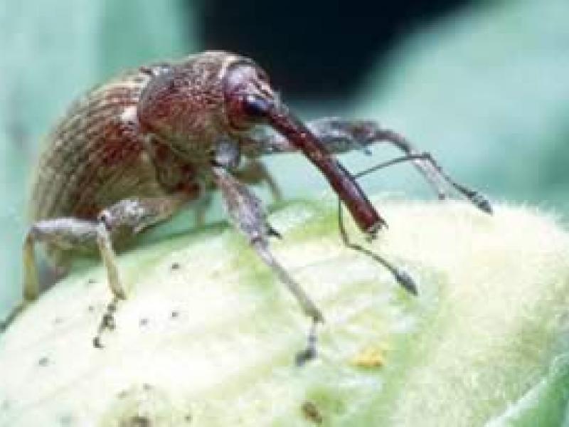 Cotton pests | National Museums Liverpool